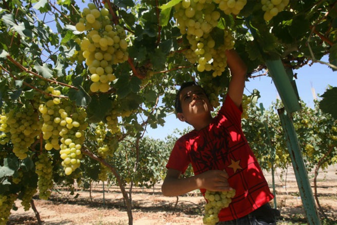 Một cậu bé người Palestine đang hái nho trên cánh đồng ở Rafah, miền Nam dải Gaza vào tháng 6/2013 - Tin: WSJ/Ảnh: Zuma Press.