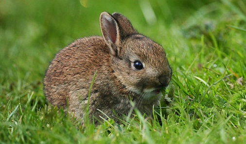 wild-rabbit_682_540177a