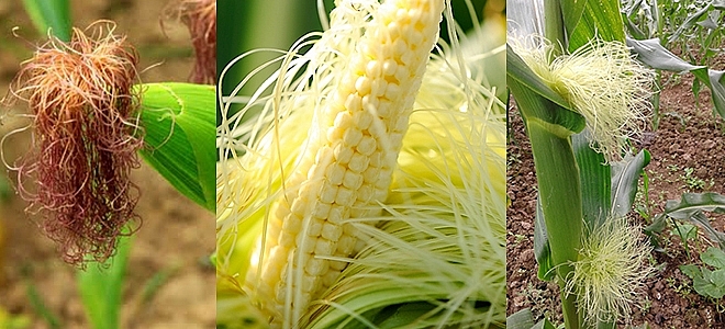 2953_ba-bau-uong-nuoc-rau-ngo-co-tot-khong-hinh-anh-1