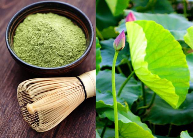 Nước lá sen giúp an thai cho mẹ bầu vô cùng hiệu quả