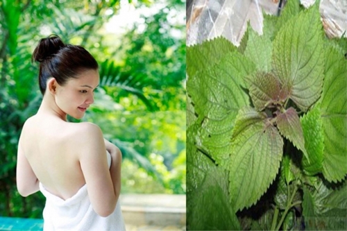 Mẹ bầu uống nước lá tía tô sinh con sẽ dễ dàng