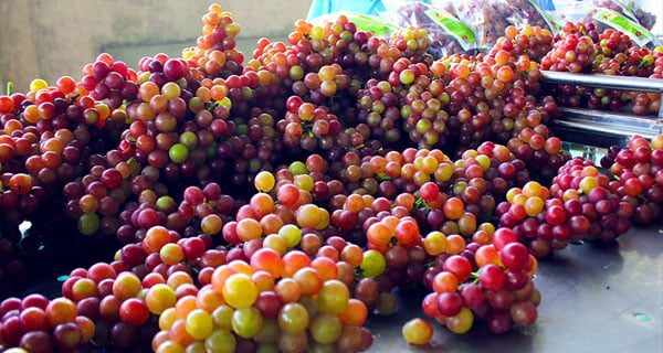Nhi đỏ Ninh Thuận quả nhỏ màu đỏ chín không đẹp mắt như nho Trung Quốc