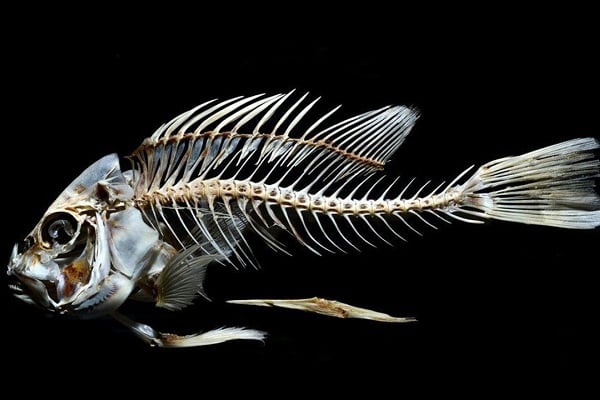 Xương cá nhỏ sắc nhọn nếu bị hóc sẽ nguy hiểm tới tính mạng trẻ