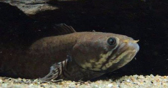 ca