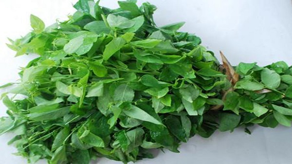 Rau ngót tốt cho phụ nữ sau sinh nhưng không khuyến khích ăn khi mang thai