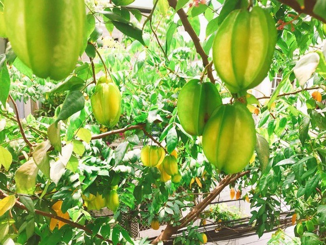 Những quả khế chín mọng trong khu vườn nhà Elly Trần