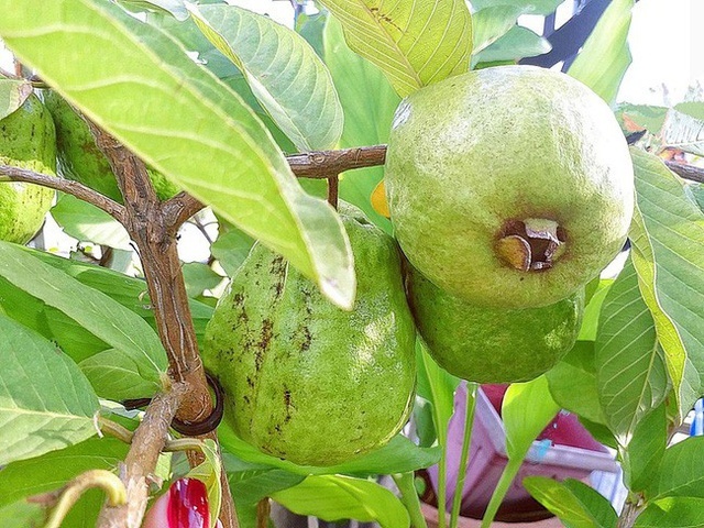Những quả ổi trong khu vườn nhà Elly Trần