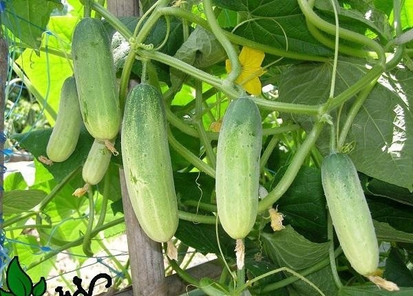 2-cach-trong-dua-chuot-sach-trong-thung-xop-tai-nha-cho-qua-sai-luc-liu-an-5