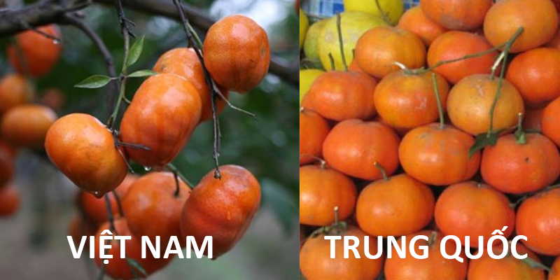 Cam canh ta có vỏ rất mỏng, thậm chí có thể nhìn được từng hình múi cam dưới lớp vỏ. Trong khi đó, cam canh Trung Quốc quả to hơn, đều hơn, vỏ dày hơn