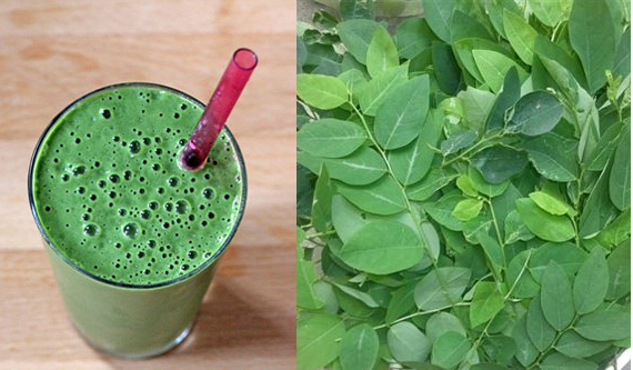 Nước rau ngót là thực phẩm giúp lợi sữa