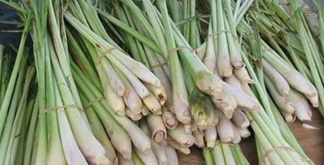 Hương thơm từ củ sả giúp đuổi ruồi muỗi