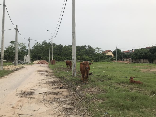 Khu vực cháu bé bị đàn chó tấn công là một bãi đất trống.