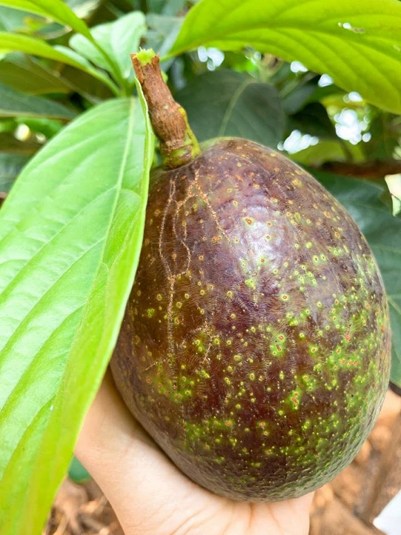 Tại đây, bà bầu Lê Phương đã được ăn hết những thứ mình thèm.    