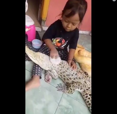 Bé gái phủ phấn lên người cá sấu.