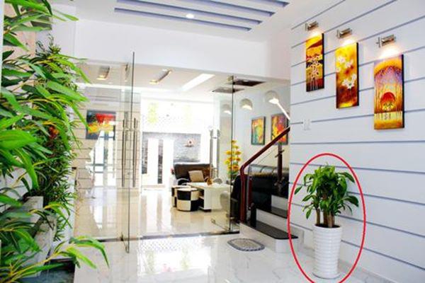 Trồng cây xanh trong nhà tài lộc vào nhà