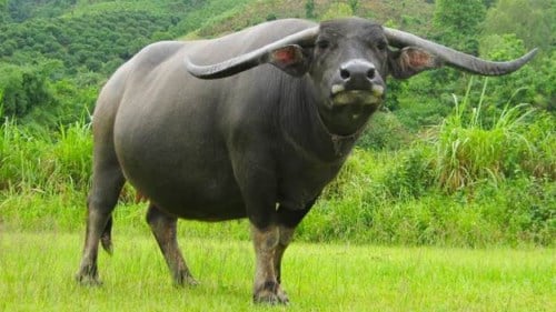 trau-co-may-ham-rang-2