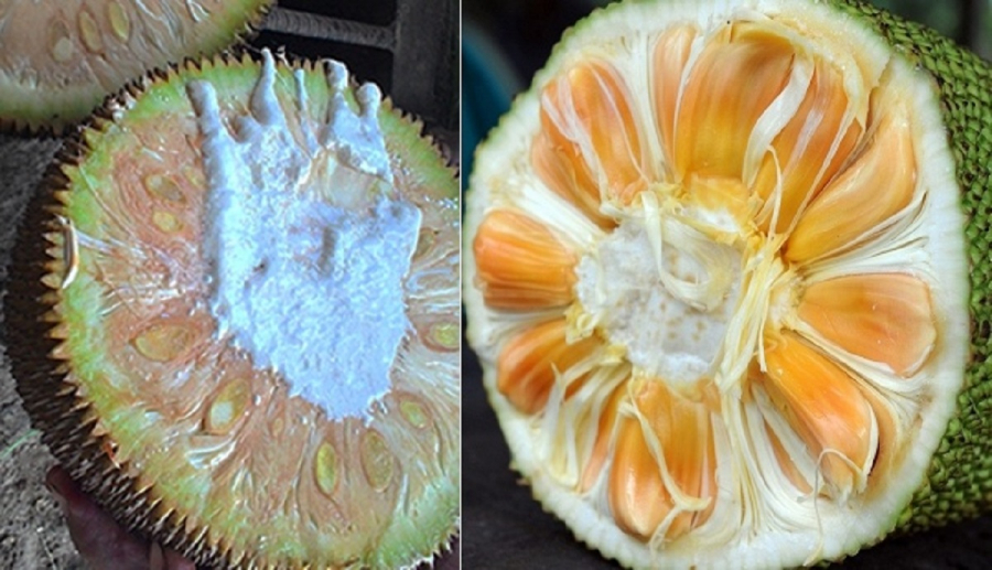 cach-phan-biet-mit-chin-ep-do-tiem-thuoc-va-mit-chin-cay-04