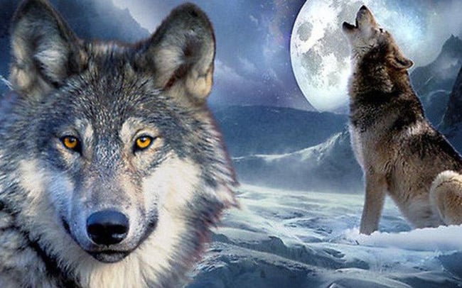 hinh-nen-cho-soi-wolf-dep-an-tuong-cho-may-tinh-03-1476261918668-82-0-735-1280-crop-1476261966175-15523758189221753121338-crop-15523758315411625654349