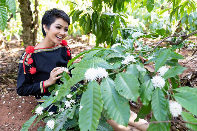 Sau khi giành thành tích cao trong các đấu trường nhan sắc, H'Hen Niê vẫn rất vô tư, hồn nhiên trong mỗi lần về quê. Cô không ngại trèo đèo, lội suối, lên nương rẫy phụ giúp bố mẹ.    