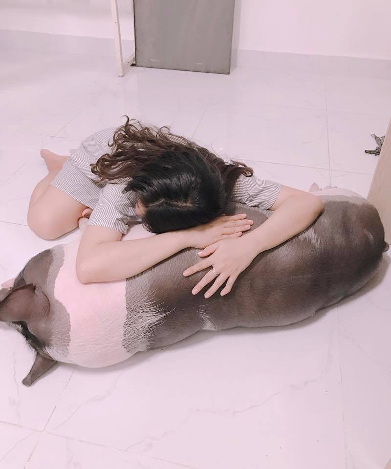 Chú heo được cô chủ vô cùng yêu quý. Ảnh: Hoài Yên.