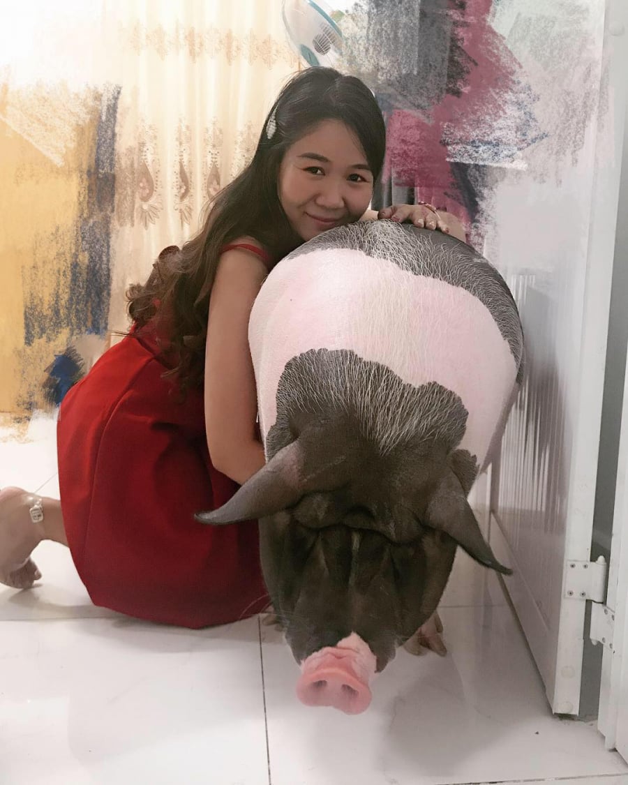 Chú heo mini ngày càng phát tướng khó ngờ. Ảnh: Hoài Yên.