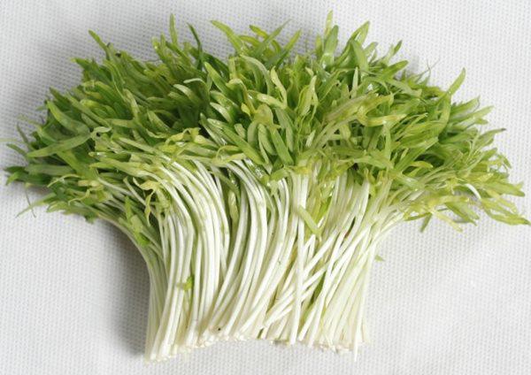 lay-giay-an-trong-rau-mam-me-tre-ngo-ngang-khi-2-tuan-sau-rau-moc-um-tum-xanh-muot-5-1555992037-563-width600height424