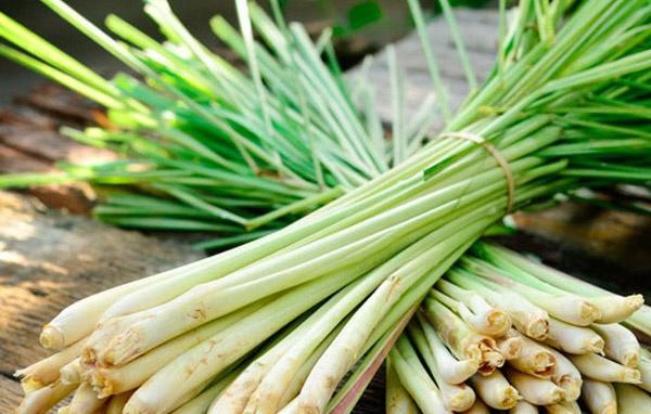 Cây Sả giúp đuổi muỗi hiệu quả