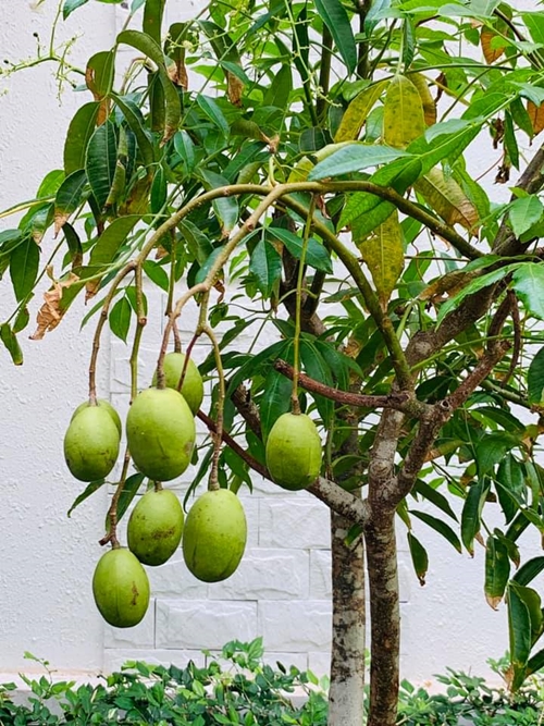 Cây xoài trong vườn nhà Vy Oanh