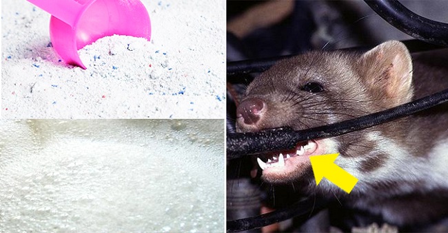 duoi-chuot-hieu-qua-1705-phunutoday