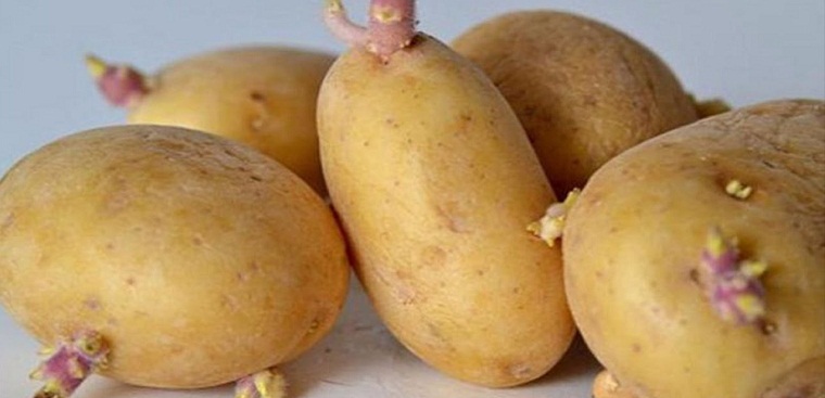 Không ăn khoai tây mọc mầm
