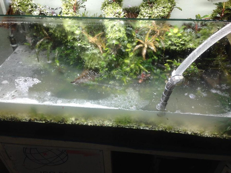 Bể cá nổi bong bóng xà phòng sau sự cố 