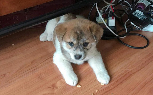 Chú chó mà anh chàng nhận được sau khi bỏ ra hơn 1 triệu.