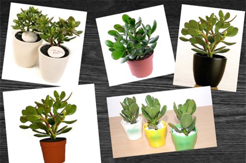 Đặt cây Ngọc Bích trên bàn làm việc giúp tăng tài lộc