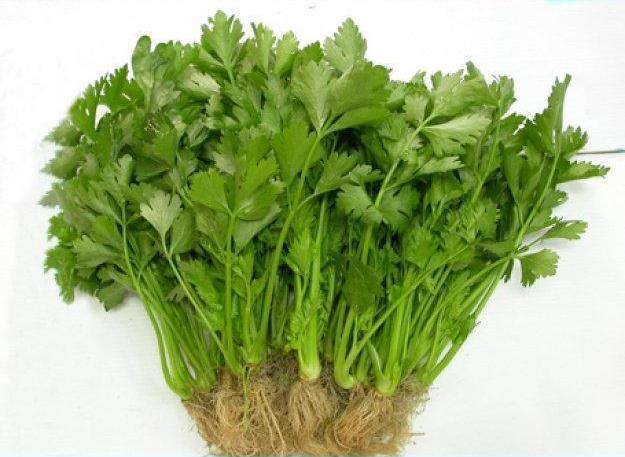 Cần tây không tốt cho người đang nuôi con bằng sữa mẹ
