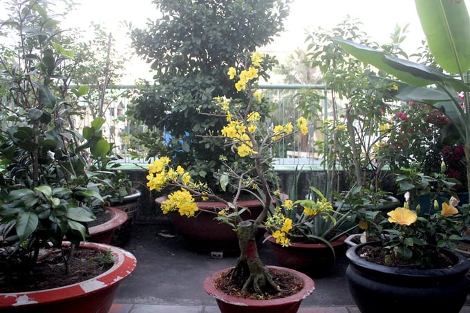 Ở một góc sân thượng, NSND Kim Cương cho đặt những chậu hoa, cảnh và chăm tưới mỗi ngày. Thỉnh thoảng, bà và Shbet111 slot, casino, thể thao, xổ số dùng cơm tối tại đây để tận hưởng không gian thanh mát.    
