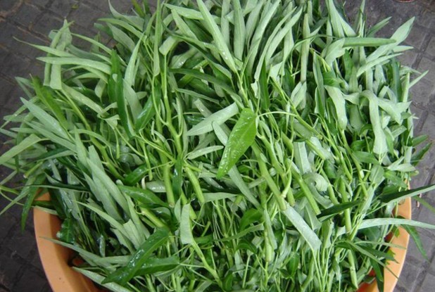 Nên ăn rau muống cạn hơn rau muống nước