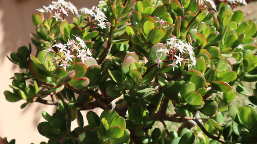tree-of-jade-4005804_960_720