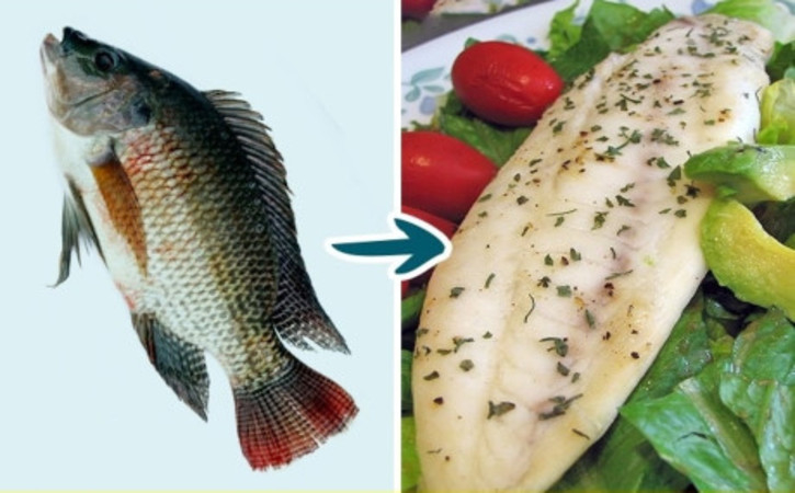 Cá rô phi ăn tạp chất nhiều vi khuẩn