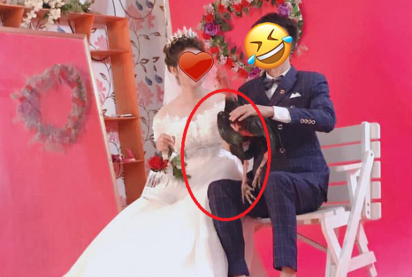 Chú gà xuất hiện trong bộ ảnh của cặp đôi.