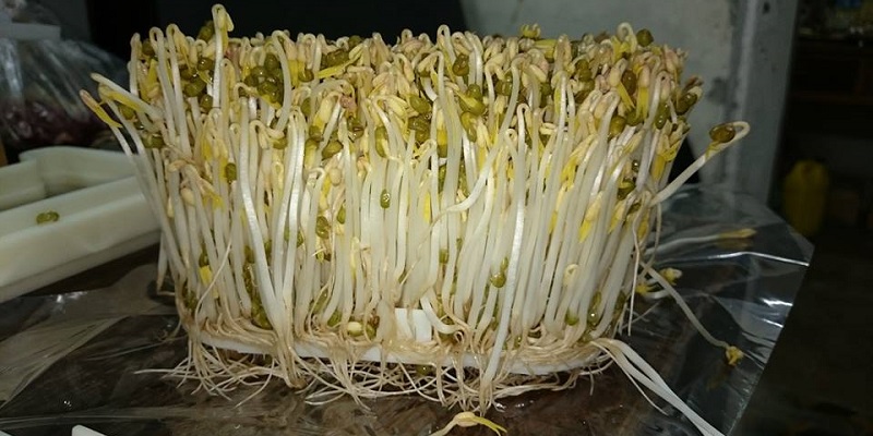Khi nảy mầm giá đỗ tự nhiên còn nguyên vỏ đỗ