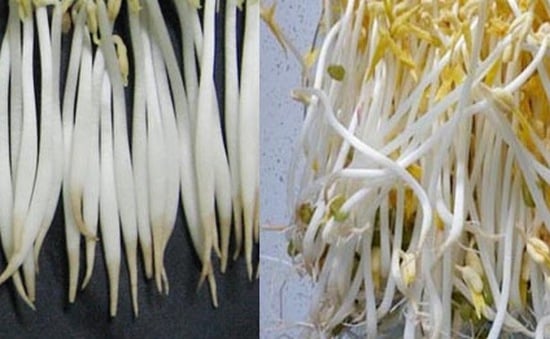 Giá đỗ tự nhiên có rễ khá dài