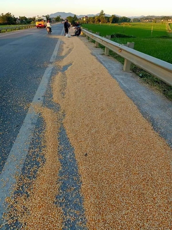 Cả một đoạn đường dài được người dân chiếm để phơi ngô.
