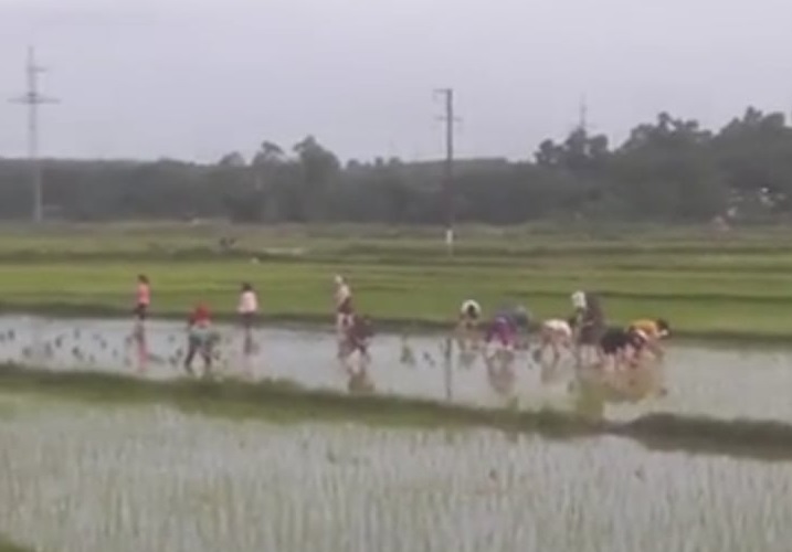 30 nữ công nhân xin tan ca sớm để cấy giúp cụ ông.
