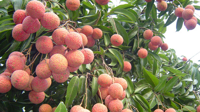 cong dung cua qua vai-phunutoday