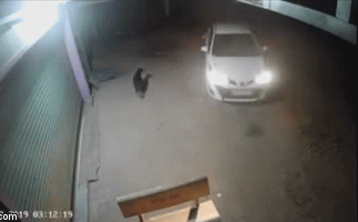Chú chó bị bắt trộm trong vòng 1 nốt nhạc.