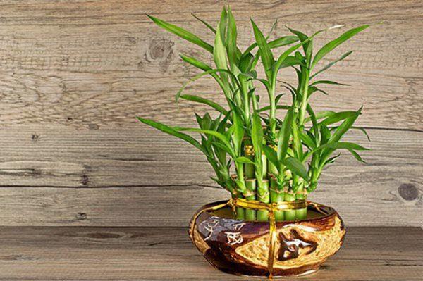 4-loai-cay-nghe-ten-da-thay-giau-dat-ban-tho-goi-tai-loc-gap-10-lan-4-1561893189-684-width600height399 (1)