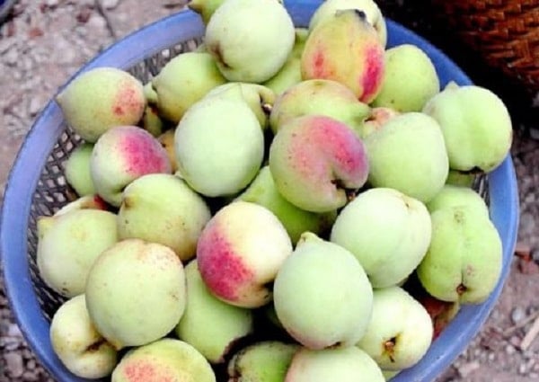Đào Việt Nam có nhiều lông hơn