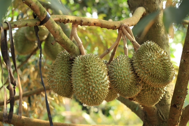 images1412054_sau_rieng_1
