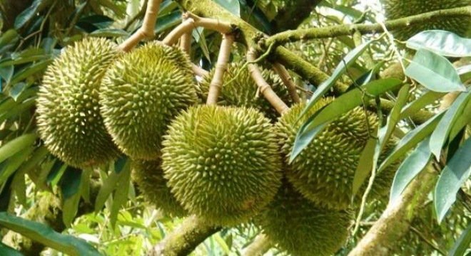 khong-muon-ngheo-mat-rep-dung-dai-dat-nhung-loai-trai-cay-nay-len-ban-tho-vao-ngay-ram