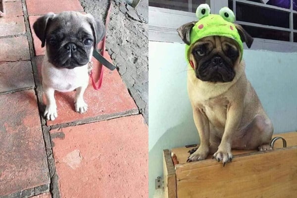 Chú Pug lúc nhỏ và hiện tại.